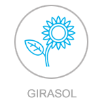 valores de mercado girasol